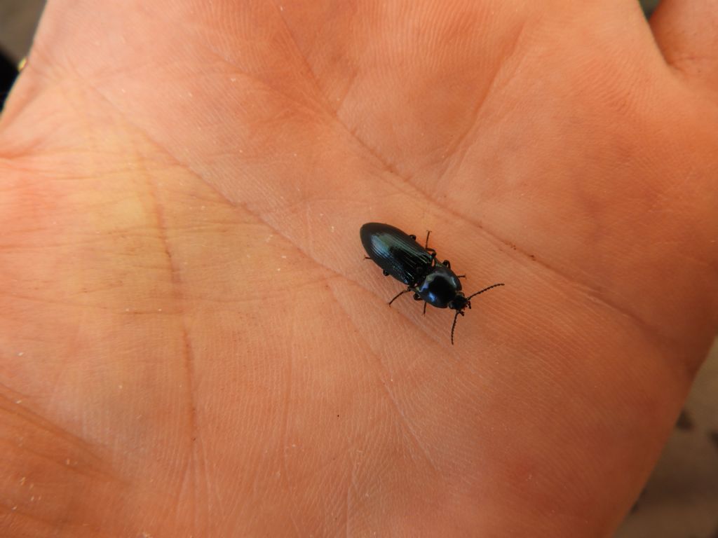 Elateride Monte Lussari. Selatosomus cfr. amplicollis